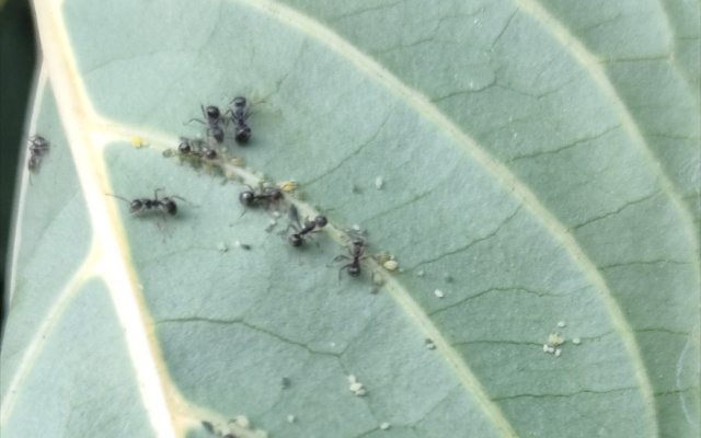 蚜虫会梦见蚂蚁吗