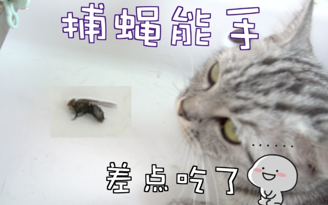 猫咪如何捕杀苍蝇，怕虫赶紧去养只猫，保证你家连蟑螂都没