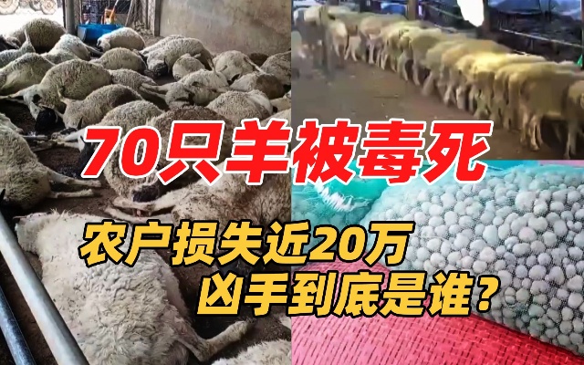 羊饲料被人下药，70余头羊被毒死，农户：损失20万，一家人的希望没有了。