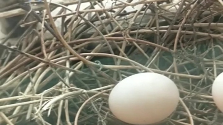 【斑鸠】一对野斑鸠在经常不打开的窗户前筑巢下蛋了