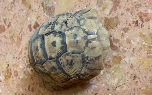 在阿拉伯房东家里发现两个陆龟壳_哔哩哔哩(゜-゜)つロ 干杯~-bilibili