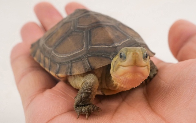 如何与一只乌龟交朋友