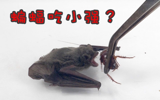 把一只蝙蝠和蟑螂关在封闭空间里，会发生什么？