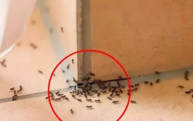 灭蚂蚁切记别用药，教你一个土方法，只需撒一点，连窝都能一起端