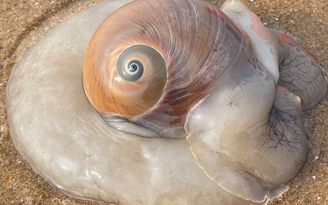 大海退潮后，大庆赶海找到一只大个猫眼螺，大肥肉一挤全是水