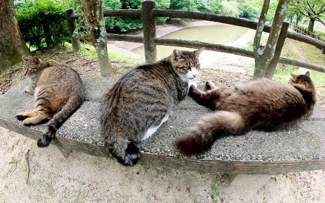 三只猫并排躺在长凳上