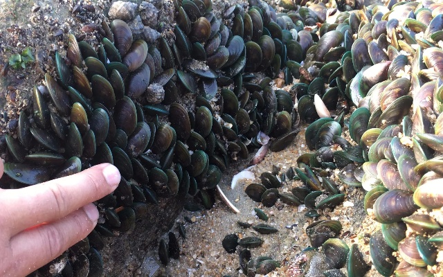 密密麻麻的青口螺堆满在礁石上，海货满地的感觉，闲牛捡螺好过瘾