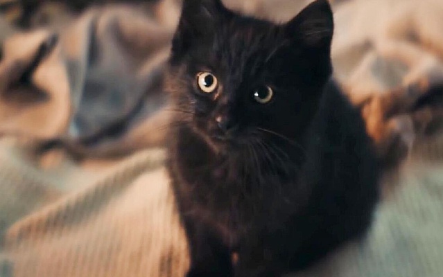 奇幻片：黑猫代表着不祥，老人不信邪，把它带回了家