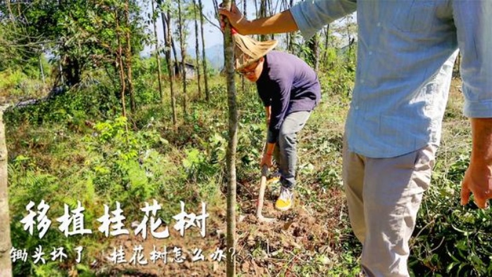 农村小伙移植桂花树，表弟说要在屋前种桂花林，一年四季香满园