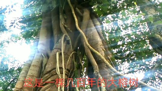 这棵长着几百年历史的大榕树，到底长什么样！你见过这样长的树吗
