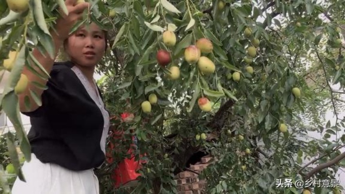 农村院子里有颗30多年的枣树，年年结出又大又甜的枣子？西瓜视频