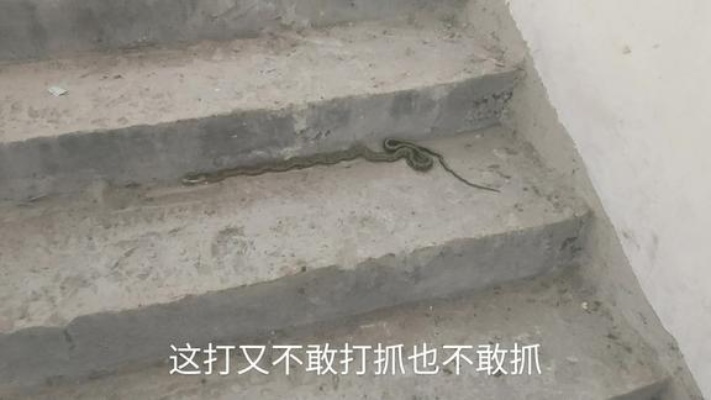 家里来了一条蛇不知道有没有毒，老人说家里的蛇不能打什么意思？