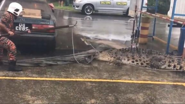 加油站突现5米大鳄鱼 所有人都被惊着了 加油员吓得赶紧报警