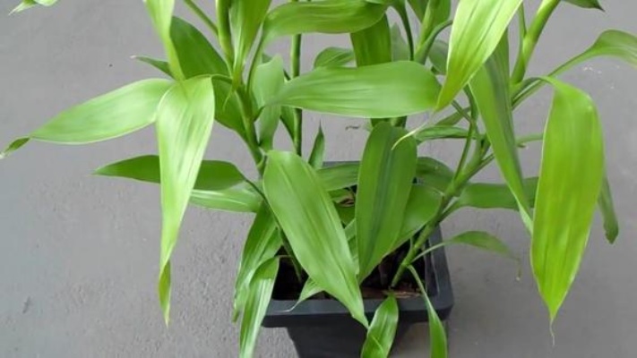 龙血树属植物-富贵竹