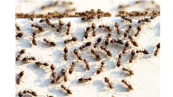 教你彻底清除蚂蚁，只要学会这一招，家里再也见不到一只蚂蚁