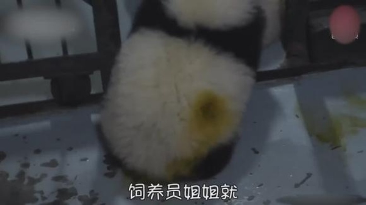 大熊猫梦见自己拉粑粑，管理员看着原装外套上黄灿灿的一片哭了