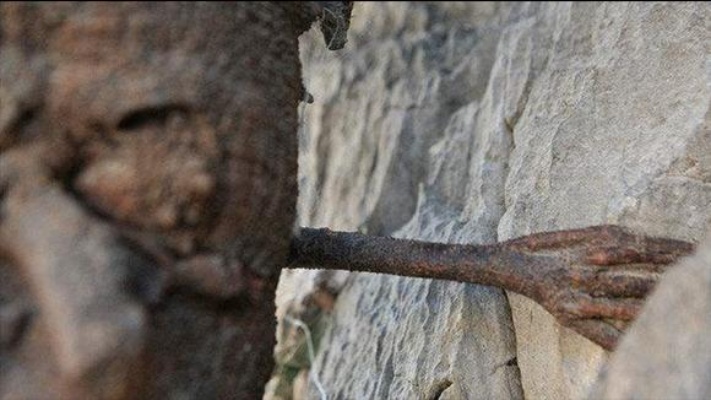 香格里拉的千年菩提树成精了？偷偷长出了一只“鬼手”！