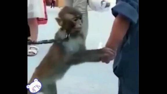 愿世间无伤害，猴子看到人类带着手镯，以为和自己一样失去自由了