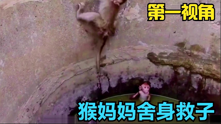 两只猴宝宝意外落入水井，母猴舍身营救？第一视角带你去体验！
