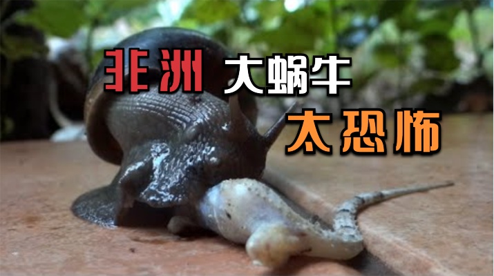 非洲大蜗牛究竟有多恐怖？蜥蜴瞬间被秒杀，一口吞下它半个脑袋！