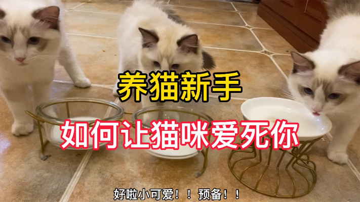 新手养猫：3分钟搞定布偶猫的胃，让你家的猫咪爱你爱到不行！
