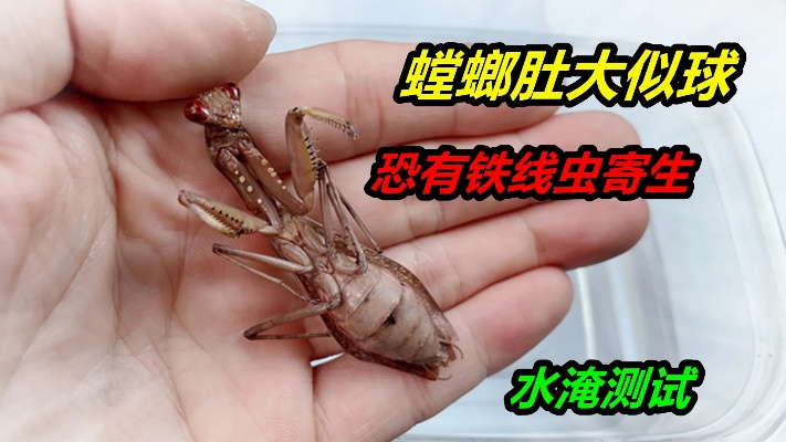 广斧螳螂最终老死，然而肚子却异常变大，难道被铁线虫寄生了