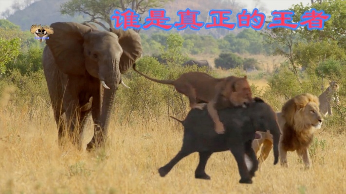 狮子对战大象，五段最佳的视频，揭示谁才是非洲草原上真正的王者