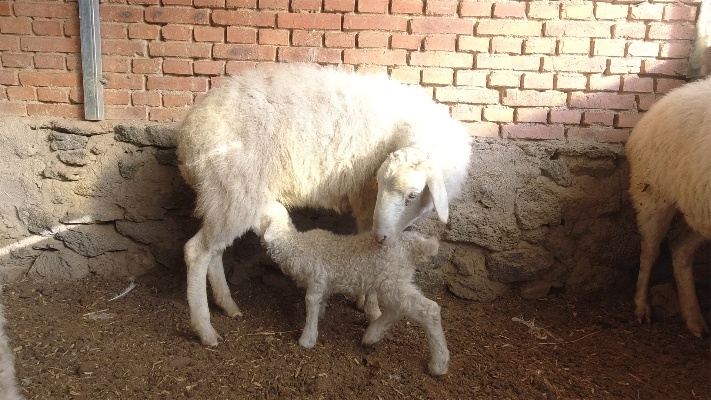 母羊繁殖有窍门，养羊小伙教你一招，这样做羔羊出生才好养