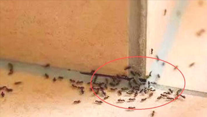 家里有蚂蚁不用买蚂蚁药，角落撒一把，轻松消灭蚂蚁，安全又有效