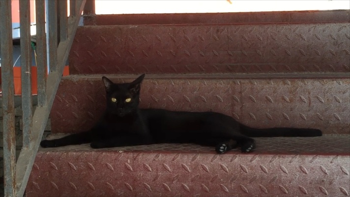 传说中的黑猫，遇到它预示着什么？