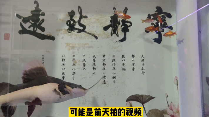 招财猫还是把清道夫吃了，为什么有一条地图鱼总是捕鱼困难？