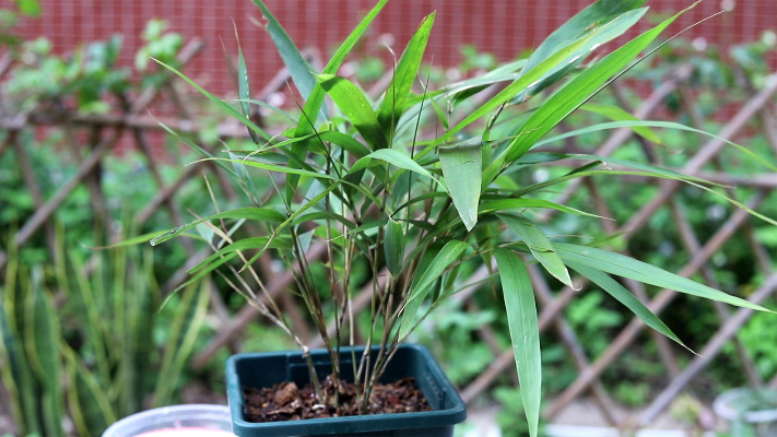 竹子怎么养才能更旺盛？这3招用下去，长得旺，叶子翠绿
