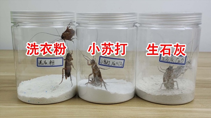 网传灭蟑螂方法靠谱吗？洗衣粉真的能灭蟑螂吗？