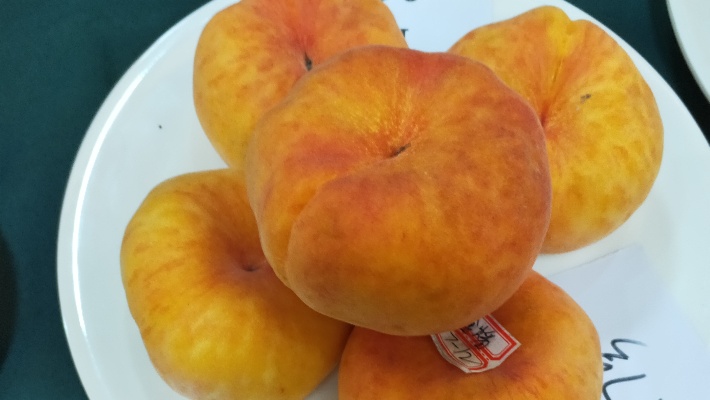 单价10元一斤的蟠桃苗品种 中蟠21桃树苗品种的特性介绍