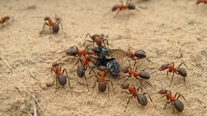 灭蚂蚁别再用蚂蚁药，教你一招，家里再也没有蚂蚁，土方法真棒