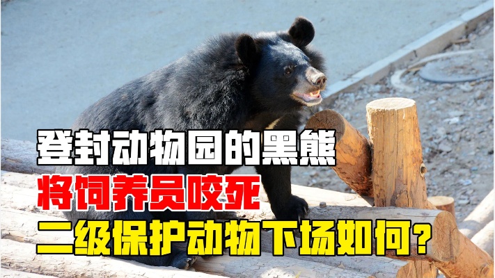 2009年，登封动物园的黑熊将饲养员咬死，二级保护动物下场如何？