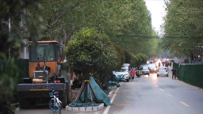 郑州一道路绿化大树下种小树引质疑，居民呼吁绿化更需要停车位