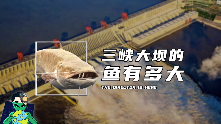 三峡大坝的鱼有多大？