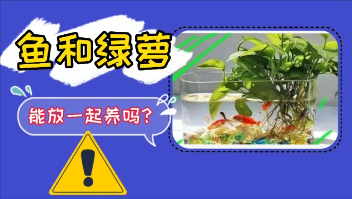 绿萝有毒，鱼和绿萝真的能放一起养吗？你家的花养对了没