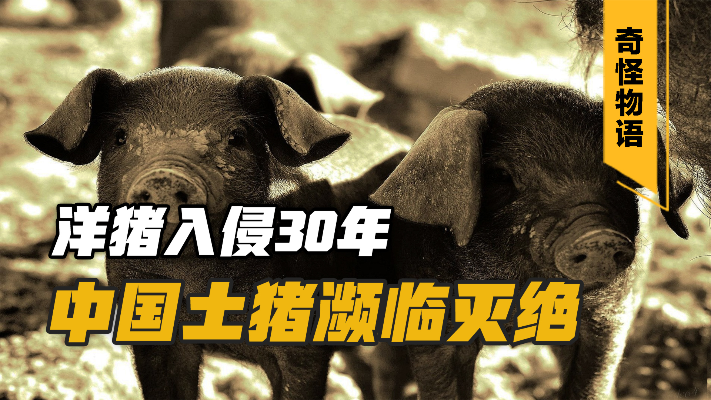洋猪入侵30年，一场猪瘟却让中国土猪赢得了这场基因之战！
