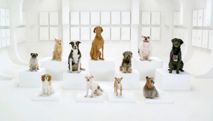 世界上最聪明的十种狗狗，赶快来看看，有你家的吗
