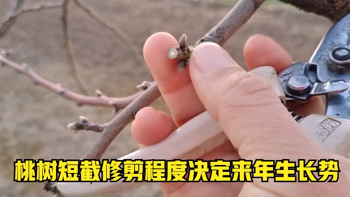 桃树冬季修剪，短截留芽不同位置为什么要多留芽
