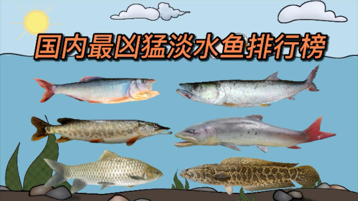 国内最凶猛的十大淡水鱼类，你见过几种？