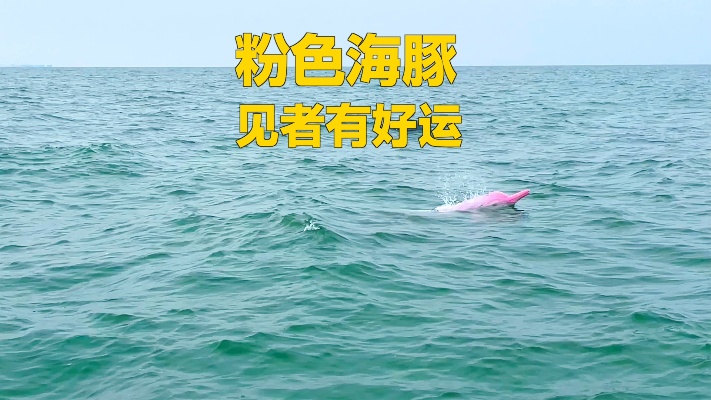 看见粉色海豚代表好运连连，见者有份，据说粉色幸运加倍！
