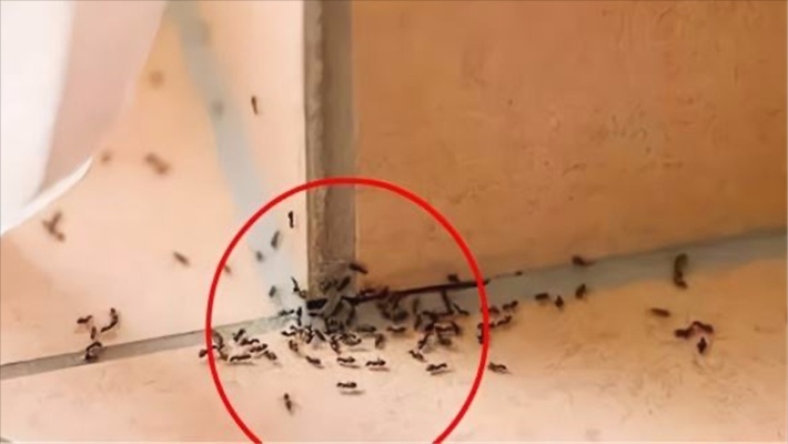 家里有蚂蚁不用开水不用药，家里撒一把，蚂蚁不敢来你家，都试试