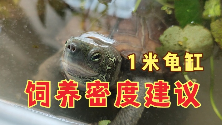 龟箱养龟密度多少合适？长度一米和一米二龟缸，饲养乌龟数量建议