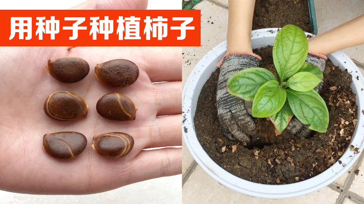 吃完的柿子籽不要扔，3个步骤，教你种出一棵柿子树