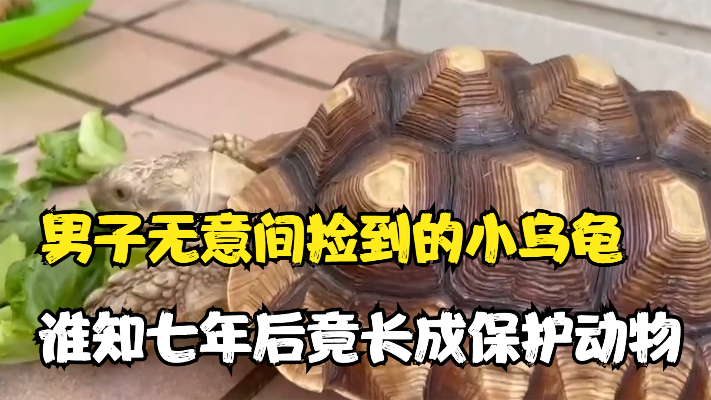 男子无意间捡到一只乌龟，谁知七年时间一过，乌龟竟成为保护动物
