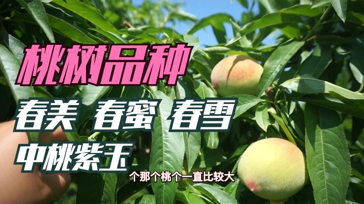（三）桃树品种全介绍：春美春蜜春雪中桃紫玉，都属于水蜜桃类型