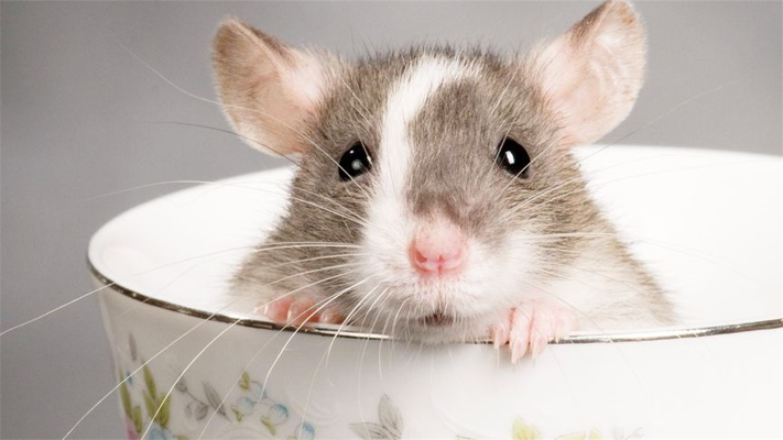 家里有老鼠别急，只需两勺大米，比老鼠药还好，老鼠来一只灭一只